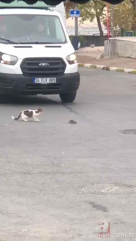 Çizgi film Tom ve Jerry’i akıllara getirdi! Kartal’da sürücüleri şoke eden olay… Neye uğradığını şaşırdı 5