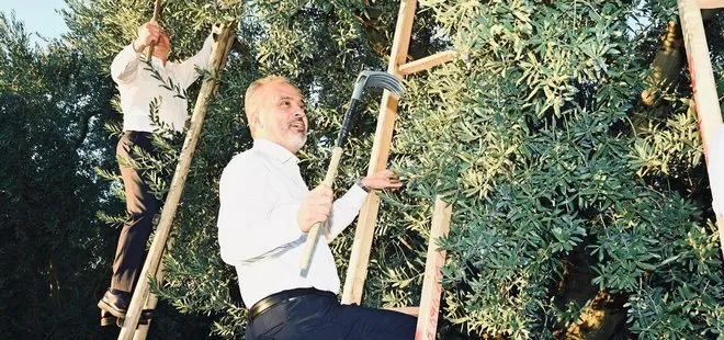 Bursa zeytininde hasat bereketi