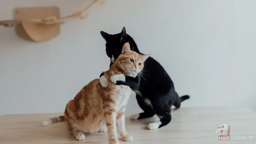 Kokunuz kedinizle aranızdaki bağın temeli olabilir! İşte şaşırtan detaylar 1