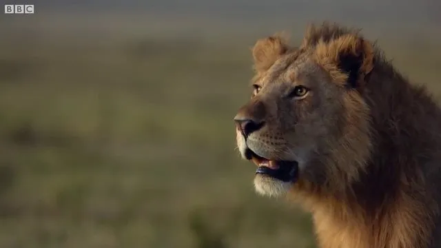 Sırtlanların arasında tek başına kalan aslanın mucize kurtuluşu! Son anda öyle şeyler oldu ki...