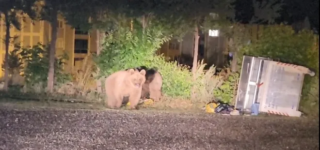 Sarıkamış'ta ayılar caddelerde cirit atıyor