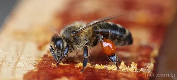 Bilim insanları eğitim verdi! Saniyeler içinde koronavirüsü tespit ediyorlar