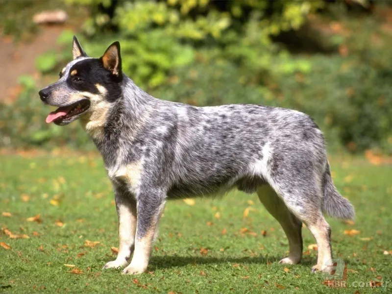 Dünyanın en zeki 10 köpeği belirlendi! Bakın hangi ırklar var…