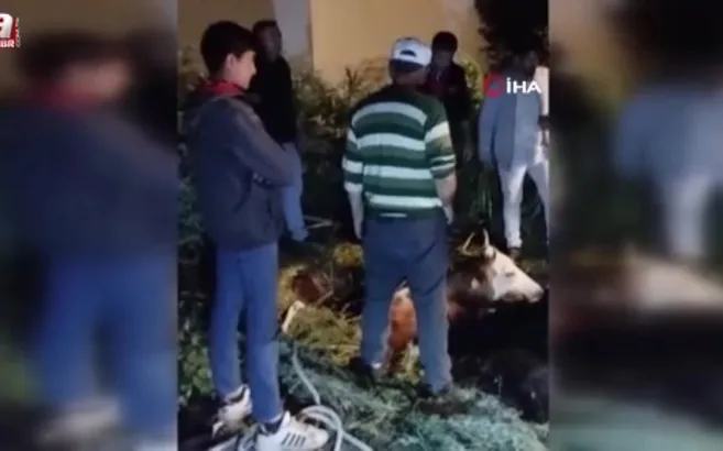 Çukura düşen büyükbaş hayvan kurtarıldı