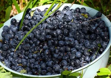 Ömrü uzatıyor hastalıklardan koruyor! İşte şifa deposu besin