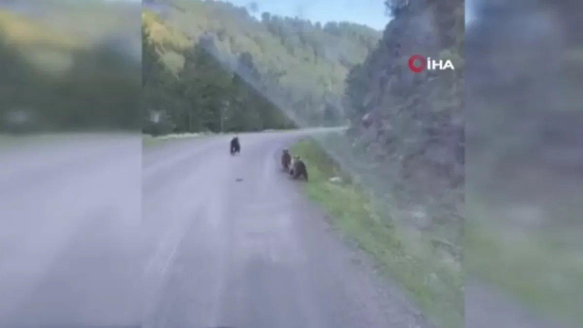 Ankara'da evine giden adam yolda 3 ayıyla karşılaştı