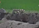 Gölbaşı’nda kızıl tilkiler görüntülendi