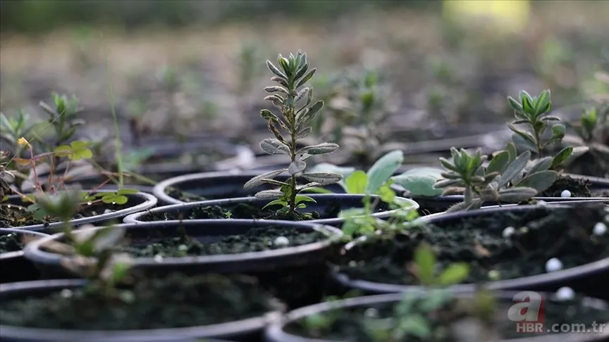 11 Kasım ne günü? Geleceğe Nefes fidan sahiplenme nedir, nasıl yapılır? gelecegenefes.gov.tr 3