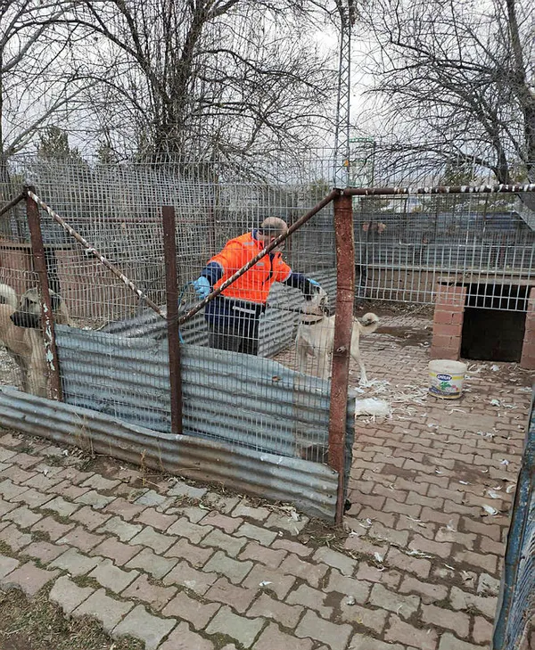 Sivas'ta köpek dövüştüren çiftlik sahibine 26 bin lira ceza - 5