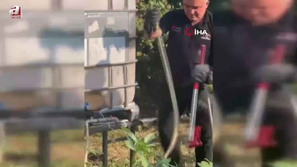 Evin bahçesinde yılan avı