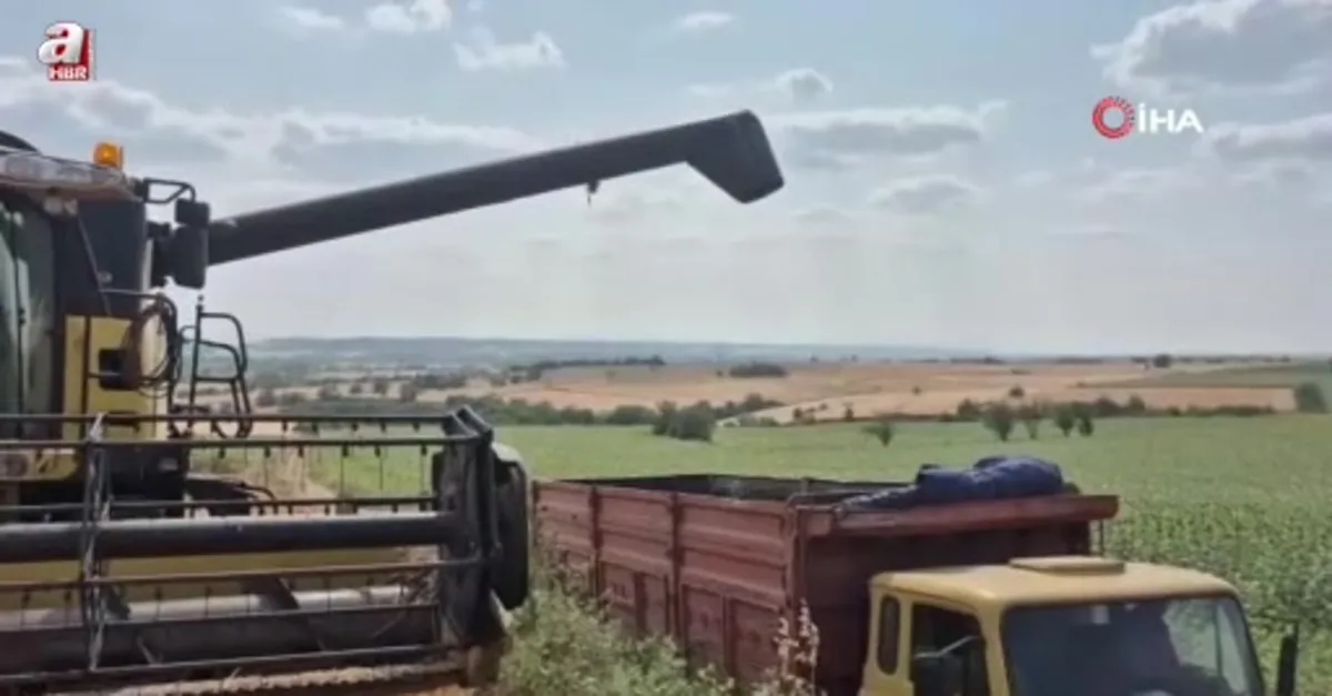 Edirne'de buğday hasadı başladı