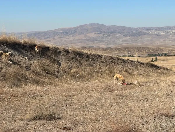 Başkent'te başıboş köpek vahşeti! 50’den fazla küçükbaş hayvanı telef etti! Sürü sahibi isyan etti - 5