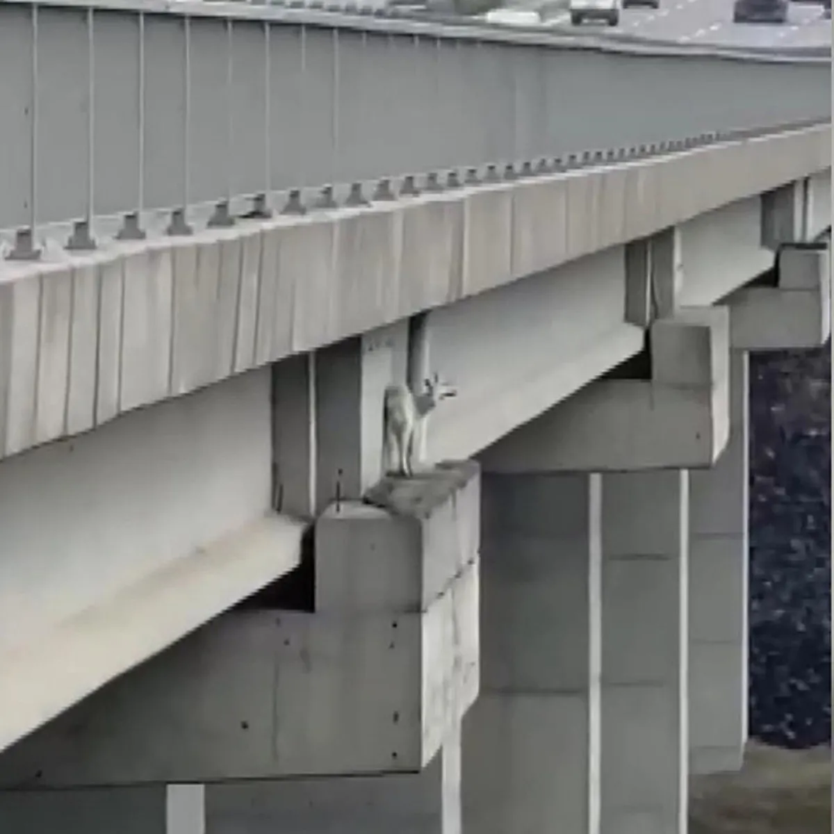 Kuzey Marmara Otoyolu'nda keçi kurtarma operasyonu