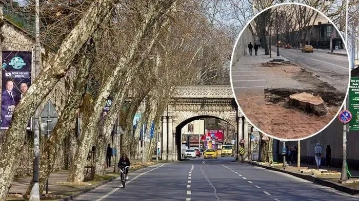 Son dakika: CHP’li İstanbul Büyükşehir Belediyesi’nin çınar katliamına tepkiler çığ gibi: Bu ihanettir