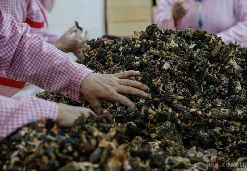 Türkiye'de yetiştirilip Avrupa'ya gönderiliyor! Kilosu 250 avroya satılıyor... 10