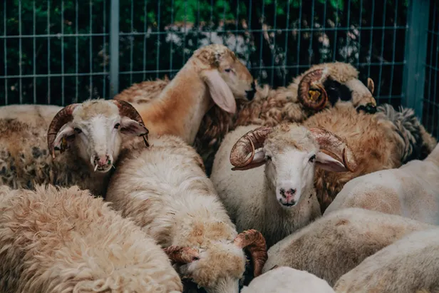 Bayram tatili kaç gün, 9 gün mü? 2020 Kurban Bayramı tatili ne zaman, hangi gün başlıyor?