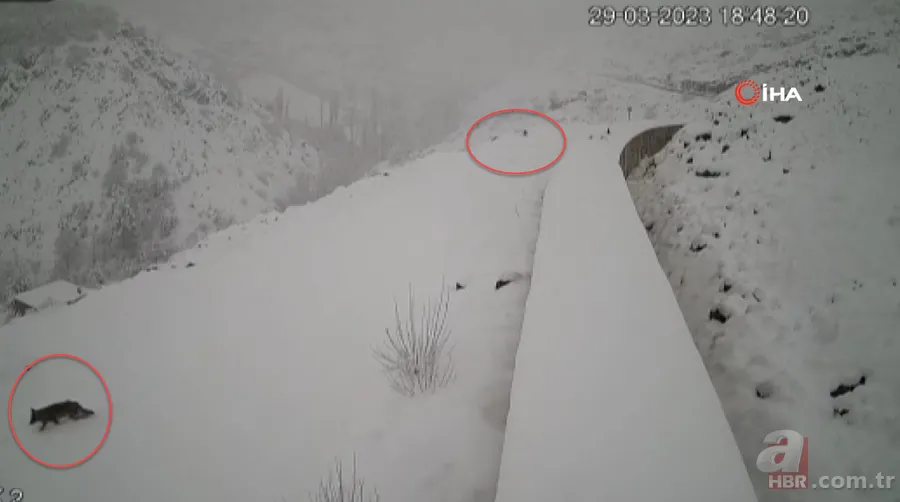 Hayvanlarını beslemek için ahıra giden kadın dehşeti yaşadı 🐄 Kurt birden saldırıp çenesini ısırdı 🐺 7