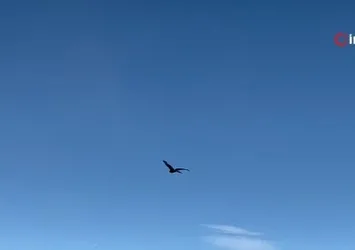 Erzurum’da arı şahini özgürlüğüne kavuştu