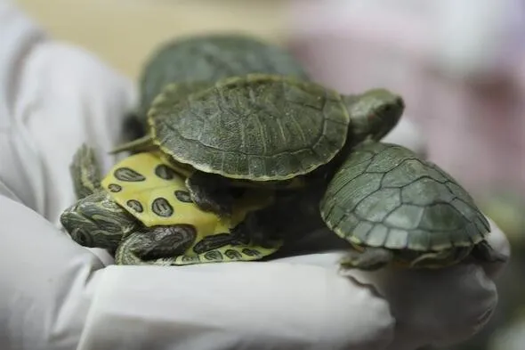 5 binden fazla su kaplumbağasını yurt dışına kaçırmaya çalışırken yakalandılar