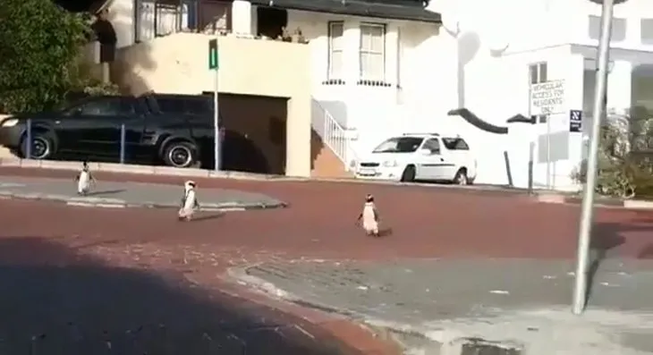 Koronavirüs nedeniyle boşalan sokaklarda penguenler geziyor