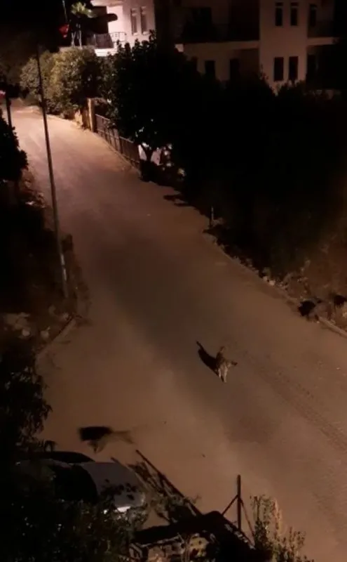 Antalya’da domuz sürüsü ile köpekler karşı karşıya geldi! O anlar kamerada