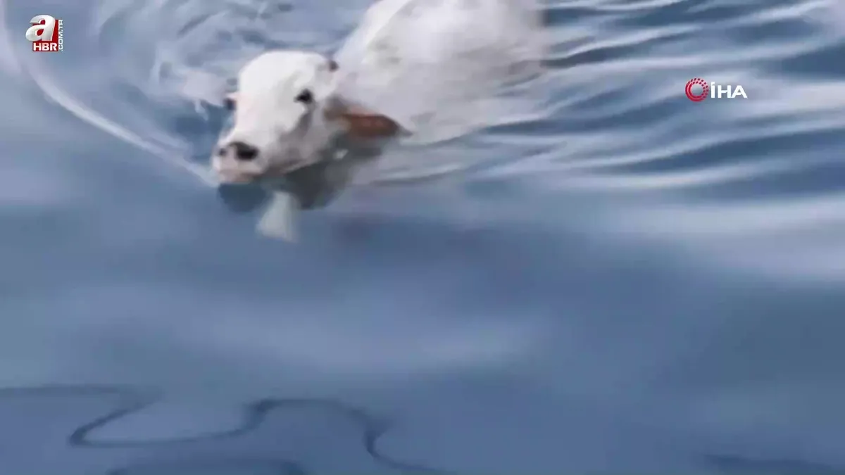 Denizde şoke eden manzara! Gemiden kaçtı