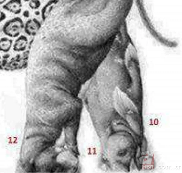 Zeka testi: Resimde kaç hayvan var? 30 saniyede bulamayanlar eleniyor 10