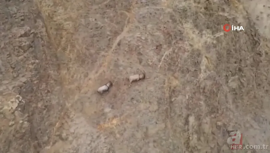 O ilimizde sürü halinde ortaya çıktılar! Karlı dağları aşarak… 17