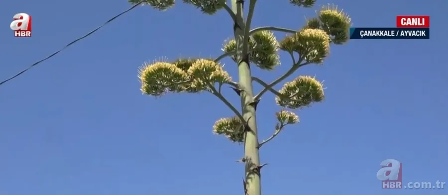 Agave Americana çiçeği Çanakkale Ayvacık'ta bulundu 11