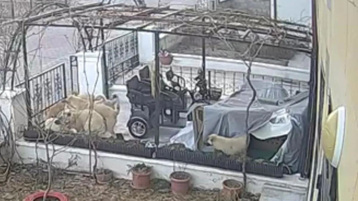 Başıboş 9 köpek sokak kedisini parçaladı! O anlar güvenlik kamerasında...