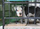 Başıboş pitbull dehşet saçtı!