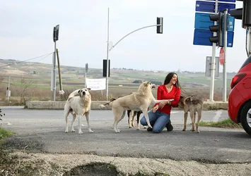 THY kabin memuru sokak hayvanlarına yuva kuruyor