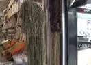 Bamya gram altınla yarışıyor