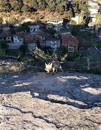 Şaşkına döndüler! Tilki kedilerin yemeğine ortak oldu - 2