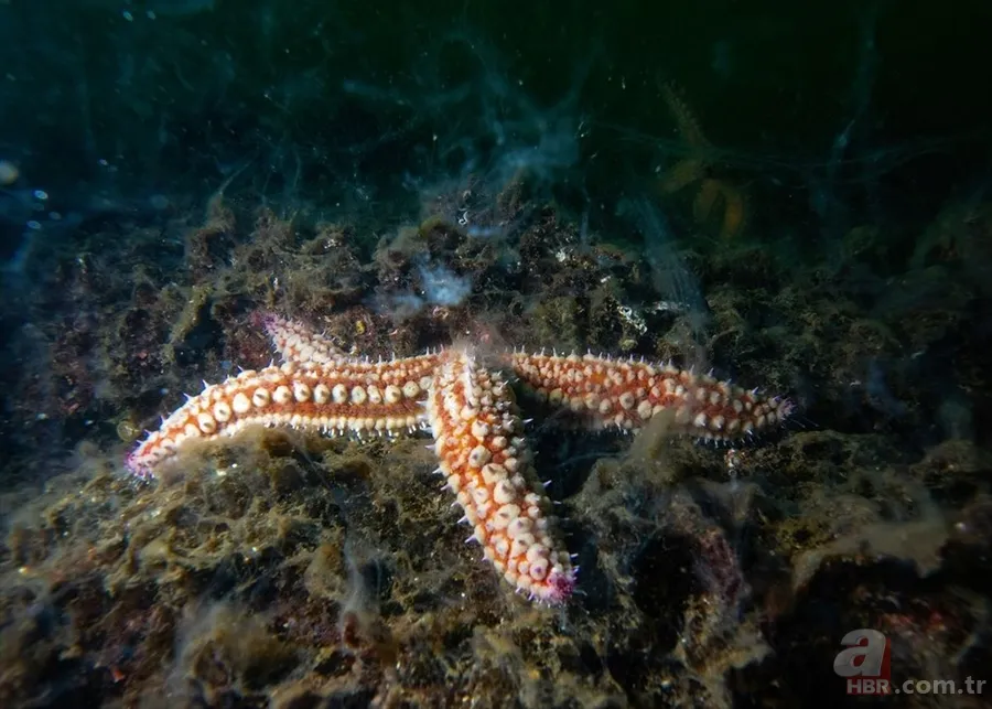 Deniz salyası ABD basınında: Marmara ölüyor! Çevre profesöründen kritik uyarı geldi 11