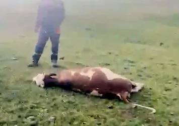 Yıldırım düşmesi sonucu 3 inek telef oldu