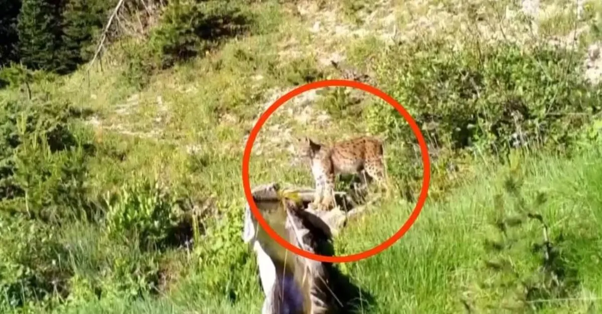 Yaban hayatı fotokapanlara yansıdı