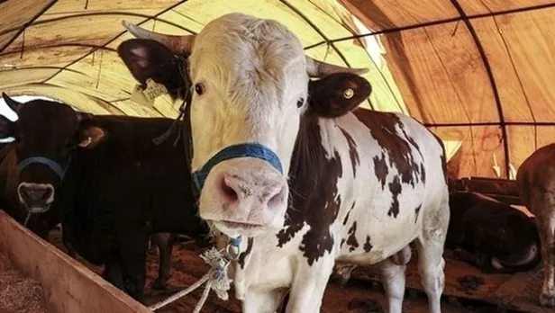 Kurbanlık fiyatları belli oldu mu? 2022 Kurbanlık fiyatları ne kadar, kaç TL? Dana, koç, koyun fiyatları...