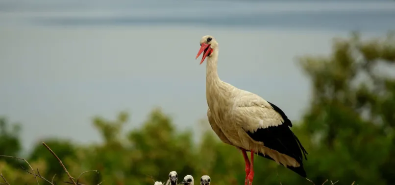 Türkiye’nin tek uydu vericili leyleği adım adım takip ediliyor! Yaren Leylek'in yavrusu Beş Numara 8 ülkeden geçti!