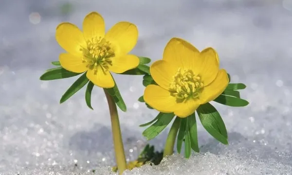 cemre-ne-zaman-duser-2023-ucuncu-cemre-topraga-dustu-mu-ne-zaman-dusecek-1678888260370.jpg Cemre nedir, ne zaman düşer 2023? Üçüncü cemre toprağa düştü mü? İşte tarihi... - 1