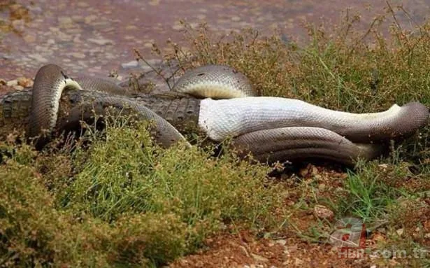 Görüntüler Türkiye'den! Ava giderken "avlandı" 7