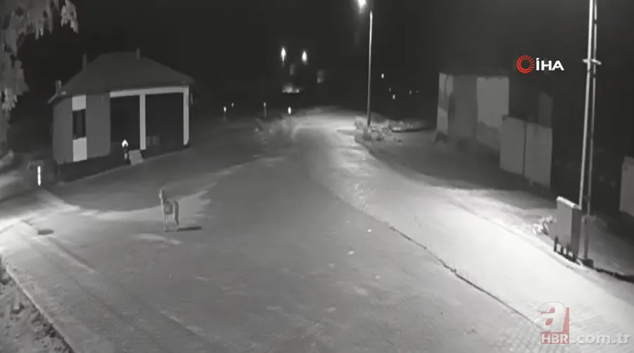 Kurt sürüsü sokak ortasında saldırıp paramparça etti! İşte korkunç anlar 1