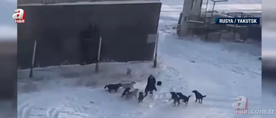 Köpekler aniden etrafını sardı! Dakikalarca ölüm kalım mücadelesi verdi ama... 4
