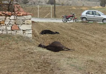 Esrarengiz vahşet! Bakın ne halde buldular