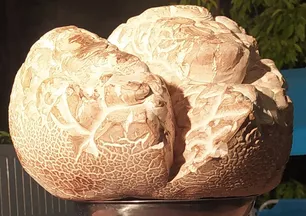 Taş sandı! Gözlerine inanamadı: Şaşırdım kaldım