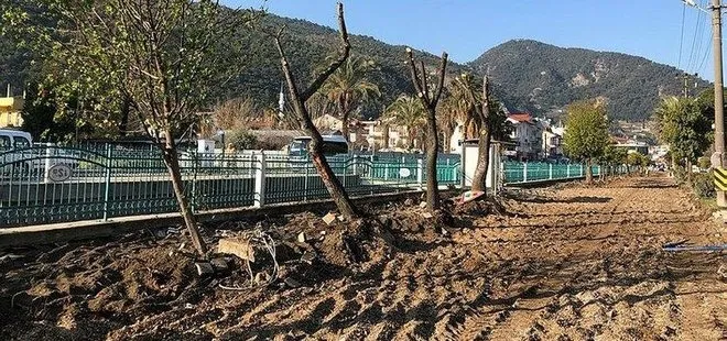 CHP’li belediyeler katliamlara devam ediyor! Fethiye Belediyesi ’Altın değerindeki’ ağaçları söktü