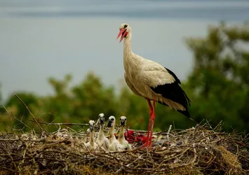 Türkiye’nin tek uydu vericili leyleği adım adım takip ediliyor! Yaren Leylek'in yavrusu Beş Numara 8 ülkeden geçti!