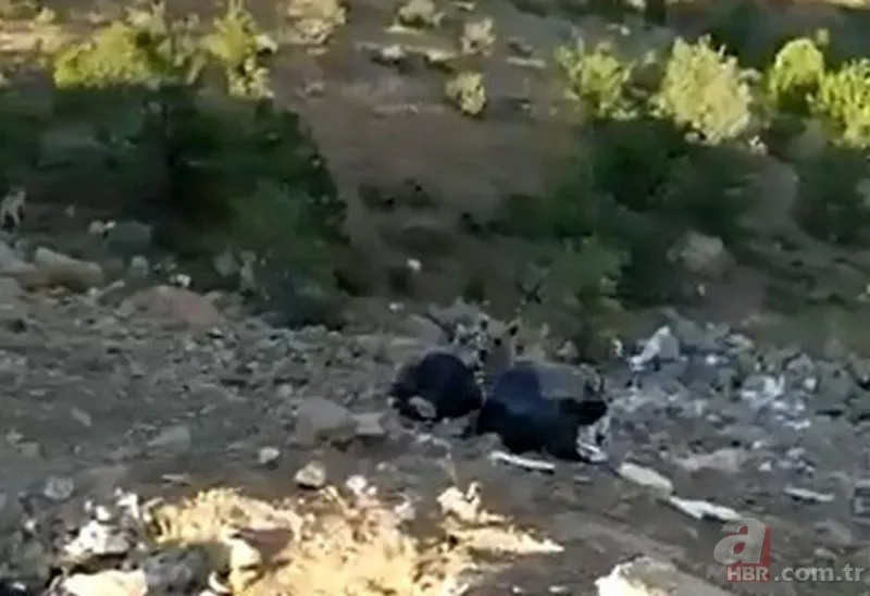 Görüntüler Trabzon’dan! Ender rastlanan türler Of’ta ortaya çıktı 11