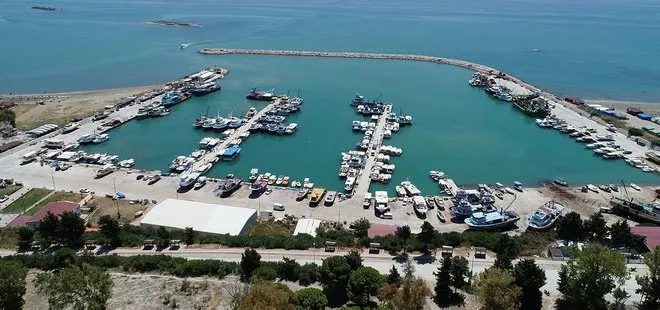 Akdeniz’i istila eden balon balıkları, tatilcileri de korkutuyor