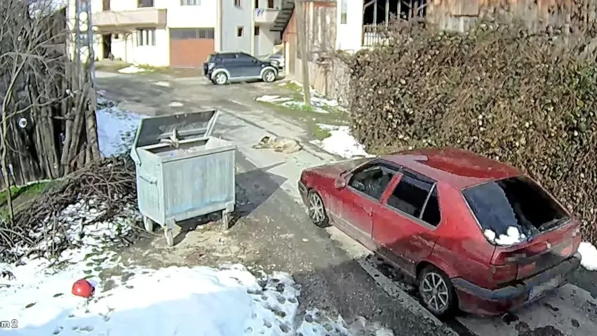 Bolu'da akılalmaz olay! Köpeği ezip yoluna devam etti